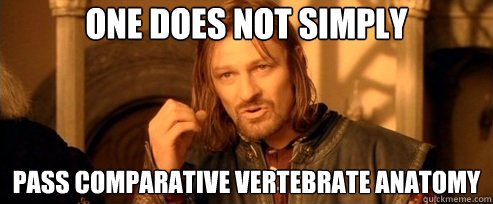One does not simply Pass COMPARATIVE VERTEBRATE ANATOMY  One Does Not Simply