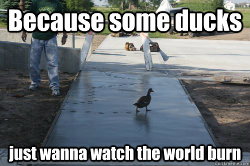 Because some ducks just wanna watch the world burn  