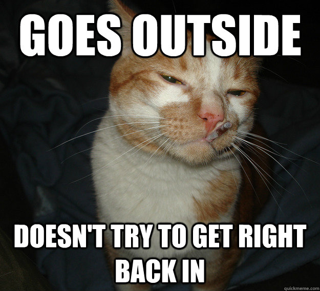 goes outside doesn't try to get right back in  Cool Cat Craig