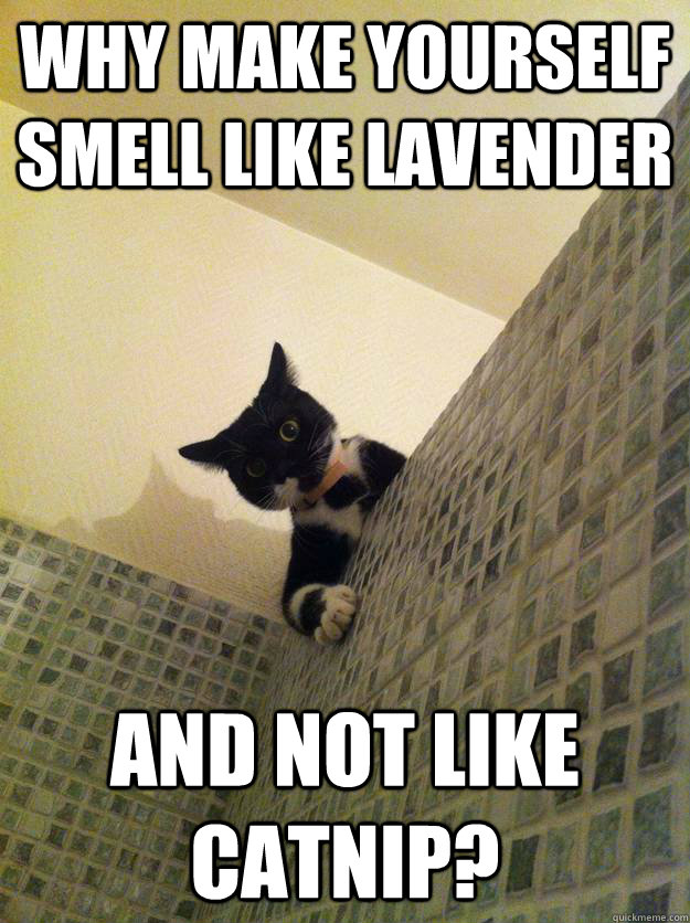 Why make yourself smell like lavender and not like catnip?  Incredulous Cat