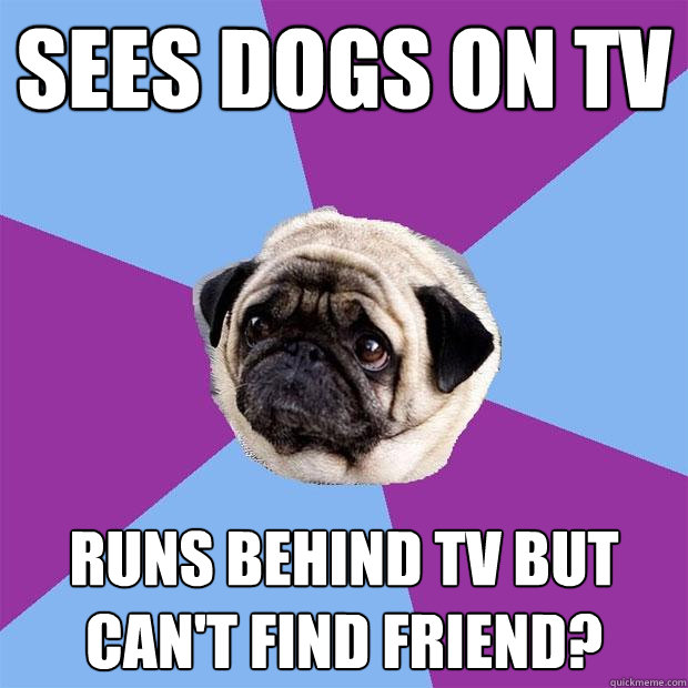 Sees dogs on tv Runs behind TV but can't find friend?  Lonely Pug