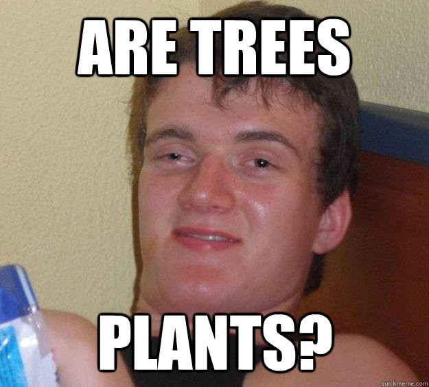 are trees plants? - are trees plants?  10 Guy