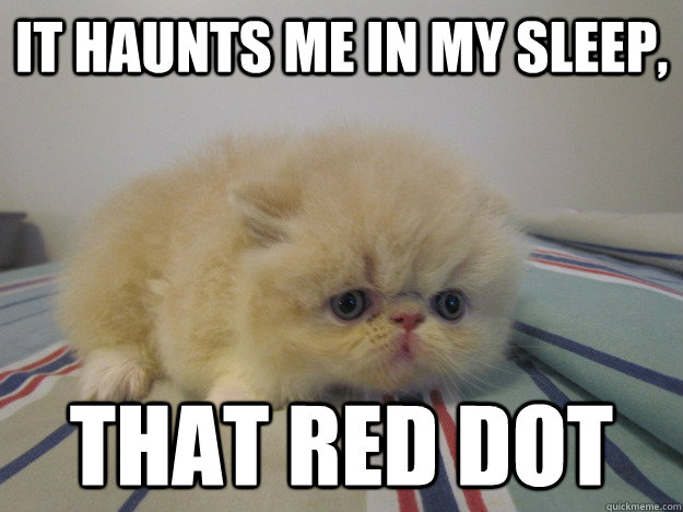 It haunts me in my sleep, That Red dot  Shell-shocked kitten