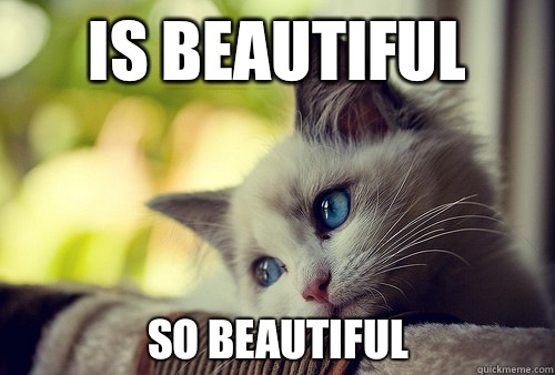 Is beautiful  So beautiful - Is beautiful  So beautiful  First World Cat Problems