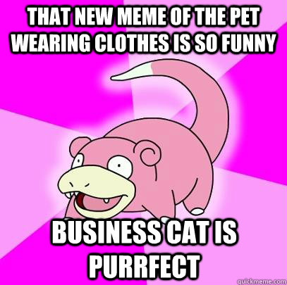That new meme of the pet wearing clothes is so funny business cat is purrfect  Slowpoke