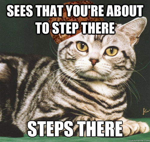 Sees that you're about to step there steps there  Scumbag Cat
