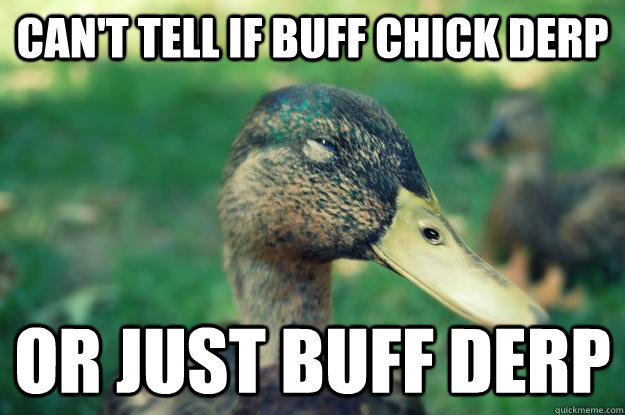 can't tell if buff chick derp or just buff derp - can't tell if buff chick derp or just buff derp  Unsure Mallard