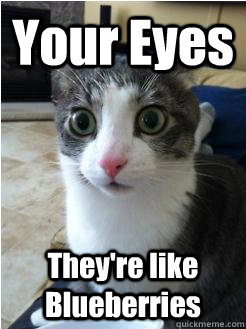 Your Eyes They're like Blueberries  Sudden Clarity Cat