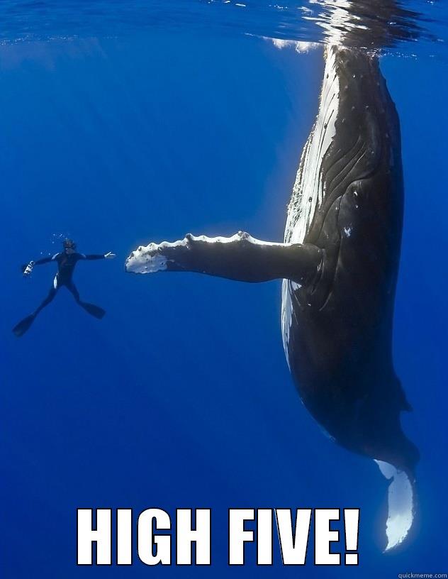  HIGH FIVE! Misc