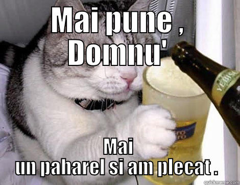 Cat drinking beer - MAI PUNE , DOMNU' MAI UN PAHAREL SI AM PLECAT .  Misc