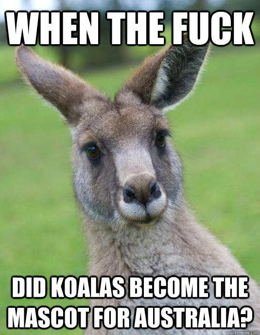 when the fuck did koalas become the mascot for australia? - when the fuck did koalas become the mascot for australia?  pissed kangaroo