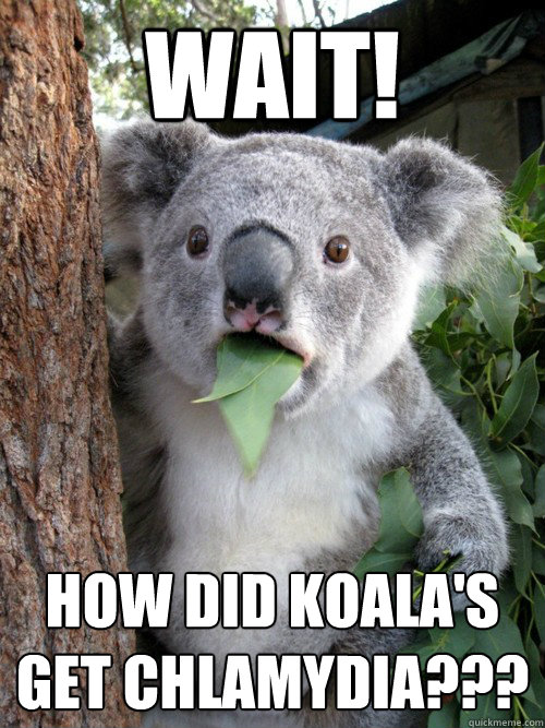 wait! how did koala's get chlamydia???
  koala bear