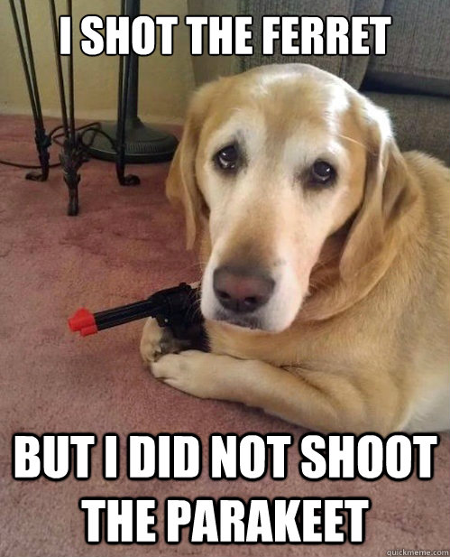 I shot the ferret But I did not shoot the parakeet - I shot the ferret But I did not shoot the parakeet  Confession Hound