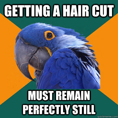 Getting a hair cut Must remain perfectly still  Paranoid Parrot