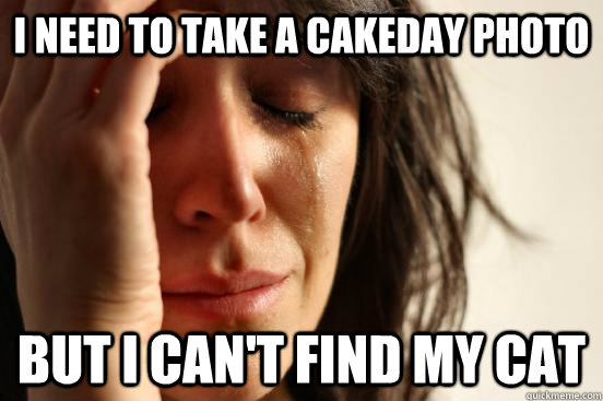 I need to take a cakeday photo but I can't find my cat  First World Problems