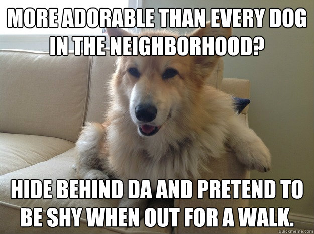 More adorable than every dog in the neighborhood? hide behind Da and pretend to be shy when out for a walk.  