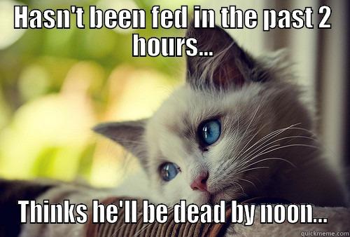 HASN'T BEEN FED IN THE PAST 2 HOURS... THINKS HE'LL BE DEAD BY NOON... First World Problems Cat