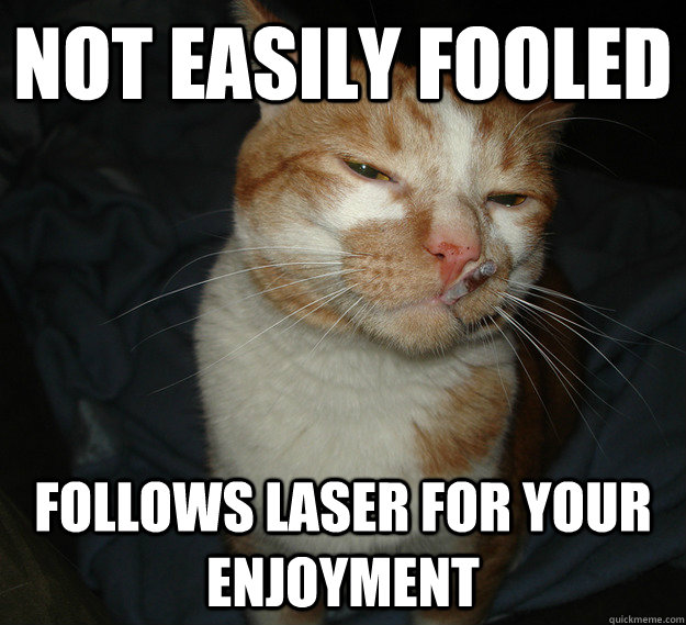 not easily fooled follows laser for your enjoyment  Good Guy Cat