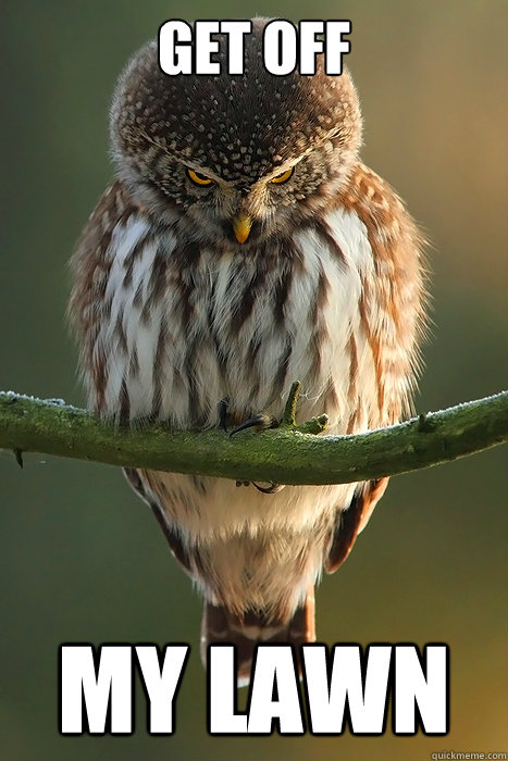 Get Off My Lawn  Angry Owl