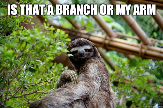 Is that a branch or my arm   - Is that a branch or my arm    Seductive Sloth