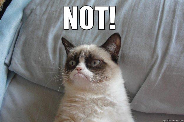 NOT!  Grumpy Cat