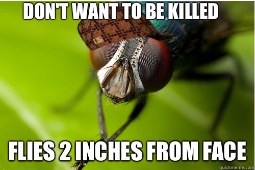 DON'T WANT TO BE KILLED FLIES 2 INCHES FROM FACE  Scumbag Fly