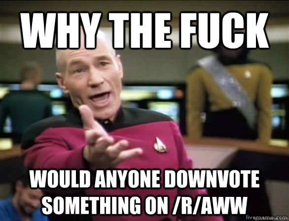 why the fuck would anyone downvote something on /r/aww  Annoyed Picard HD