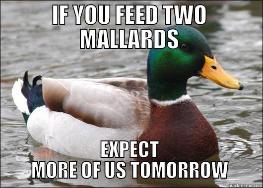 IF YOU FEED TWO MALLARDS EXPECT MORE OF US TOMORROW Actual Advice Mallard