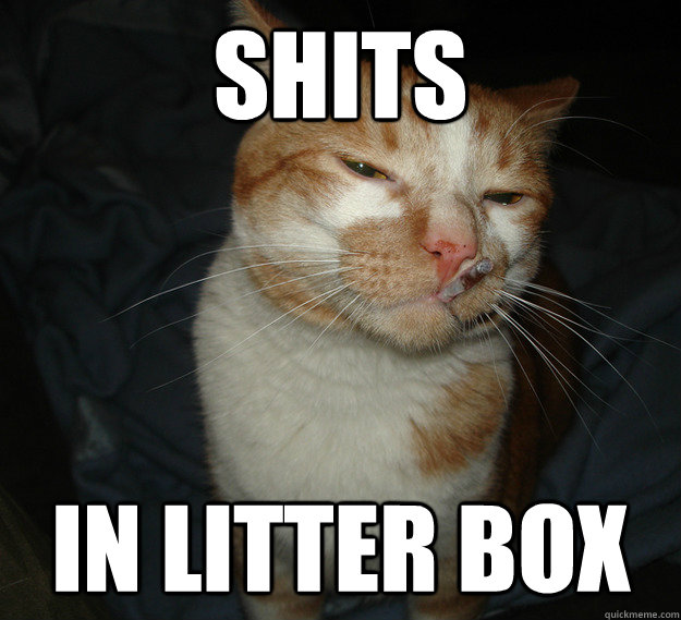 shits in litter box  Cool Cat Craig