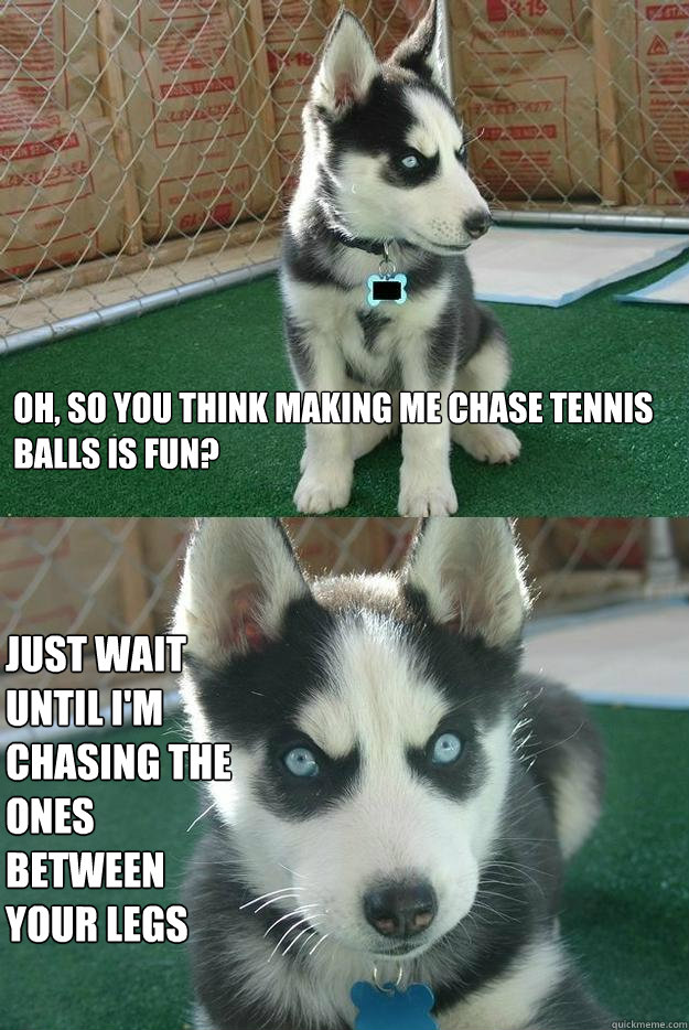 Oh, so you think making me chase tennis balls is fun? Just wait until I'm chasing the ones between your legs - Oh, so you think making me chase tennis balls is fun? Just wait until I'm chasing the ones between your legs  Insanity puppy