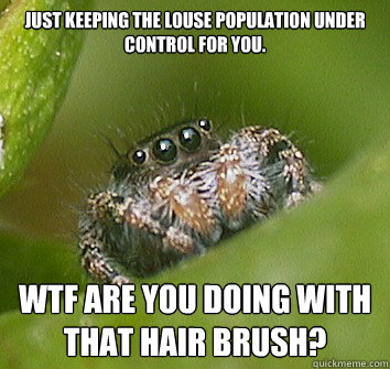 Just keeping the louse population under control for you. WTF are you doing with that hair brush?  Misunderstood Spider