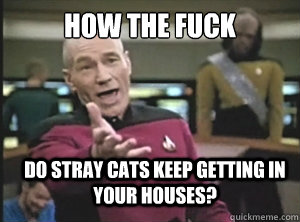 how the fuck do stray cats keep getting in your houses?  Annoyed Picard