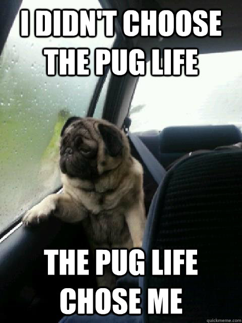 i didn't choose the pug life the pug life chose me  Introspective Pug