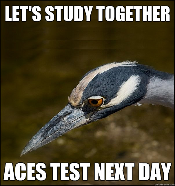 Let's study together aces test next day  