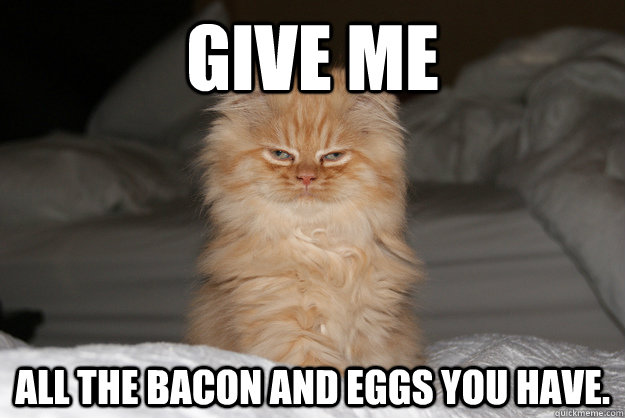 Give me all the bacon and eggs you have.  Ron Swanson Cat