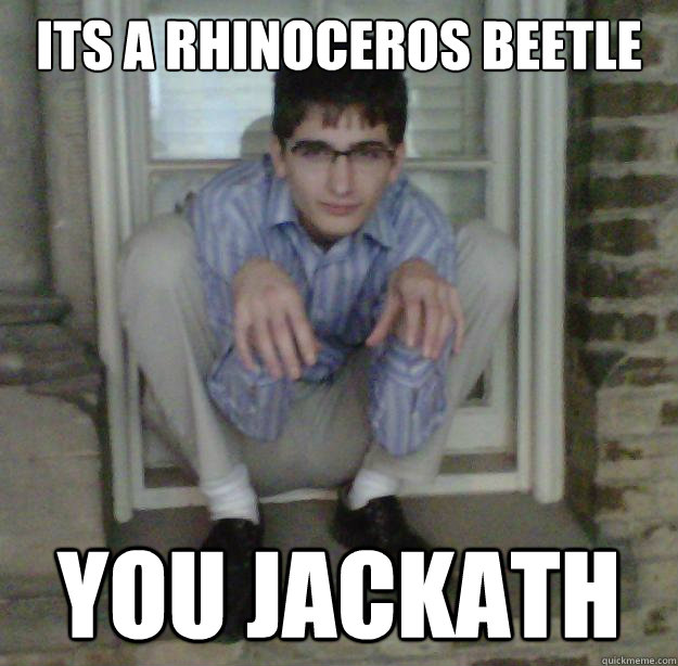 its a rhinoceros beetle you jackath  