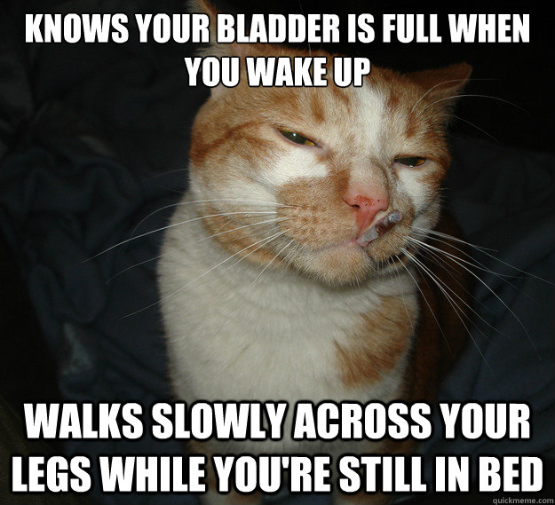 Knows your bladder is full when you wake up Walks slowly across your legs while you're still in bed  Cool Cat Craig