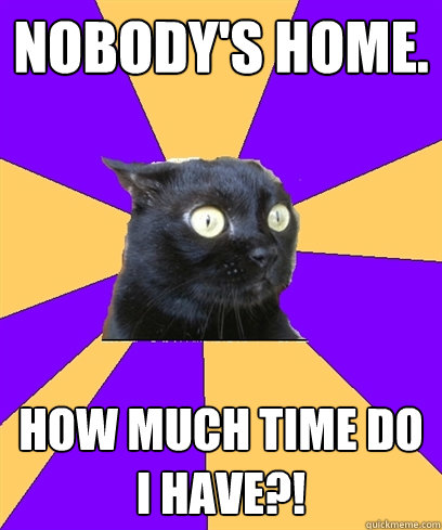 Nobody's home. How much time do I have?!  Anxiety Cat