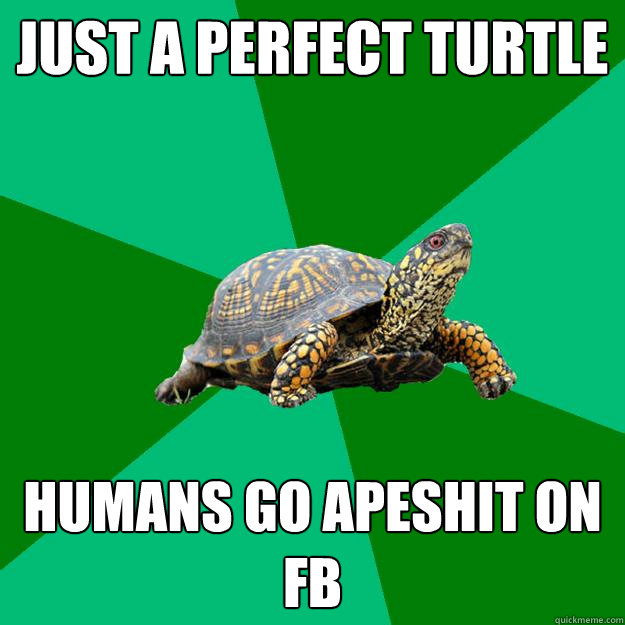 just a perfect turtle humans go apeshit on FB  Torrenting Turtle