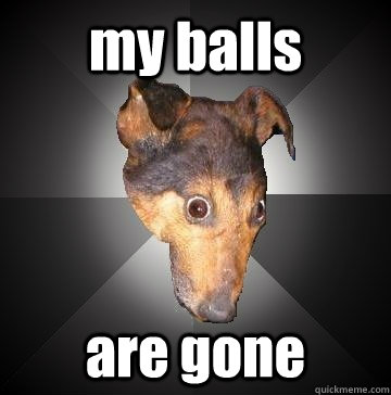my balls are gone  Depression Dog