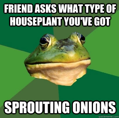 Friend asks what type of houseplant you've got Sprouting onions  Foul Bachelor Frog