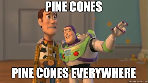 Pine cones Pine cones everywhere  Everywhere