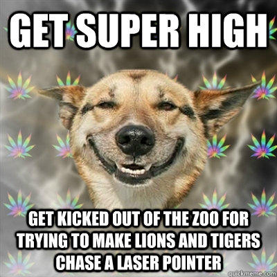 get super high get kicked out of the zoo for trying to make lions and tigers chase a laser pointer  Stoner Dog