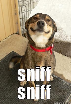  SNIFF SNIFF Good Dog Greg