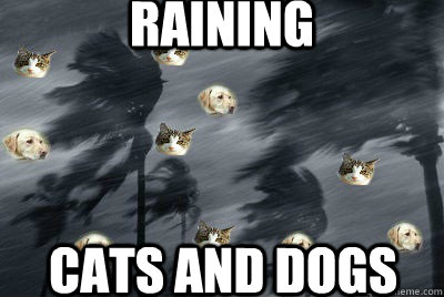 raining  cats and dogs  - raining  cats and dogs   Misc