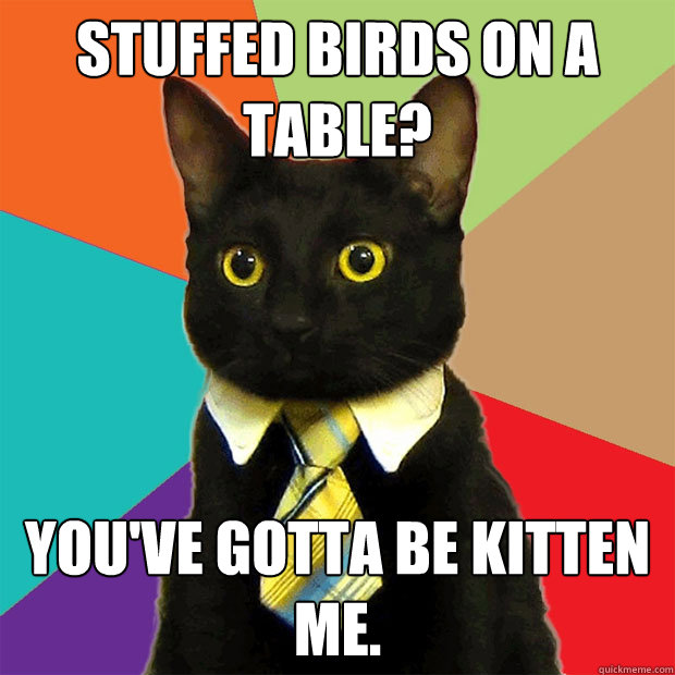 stuffed birds on a table? you've gotta be kitten me. - stuffed birds on a table? you've gotta be kitten me.  Business Cat