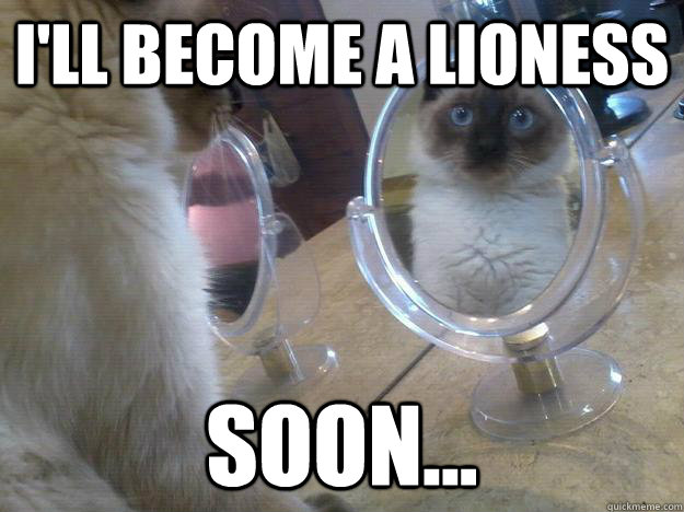 i'll become a lioness soon...  the cognitive behavioral therapy cat