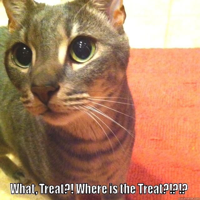 Milk kitty -  WHAT, TREAT?! WHERE IS THE TREAT?!?!? Misc