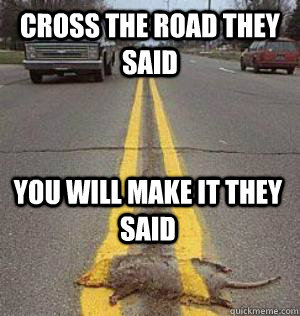 cross the road they said you will make it they said  road kill