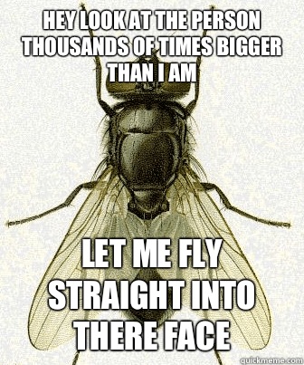 Hey look at the person thousands of times bigger than i am Let me fly straight into there face  Fly logic